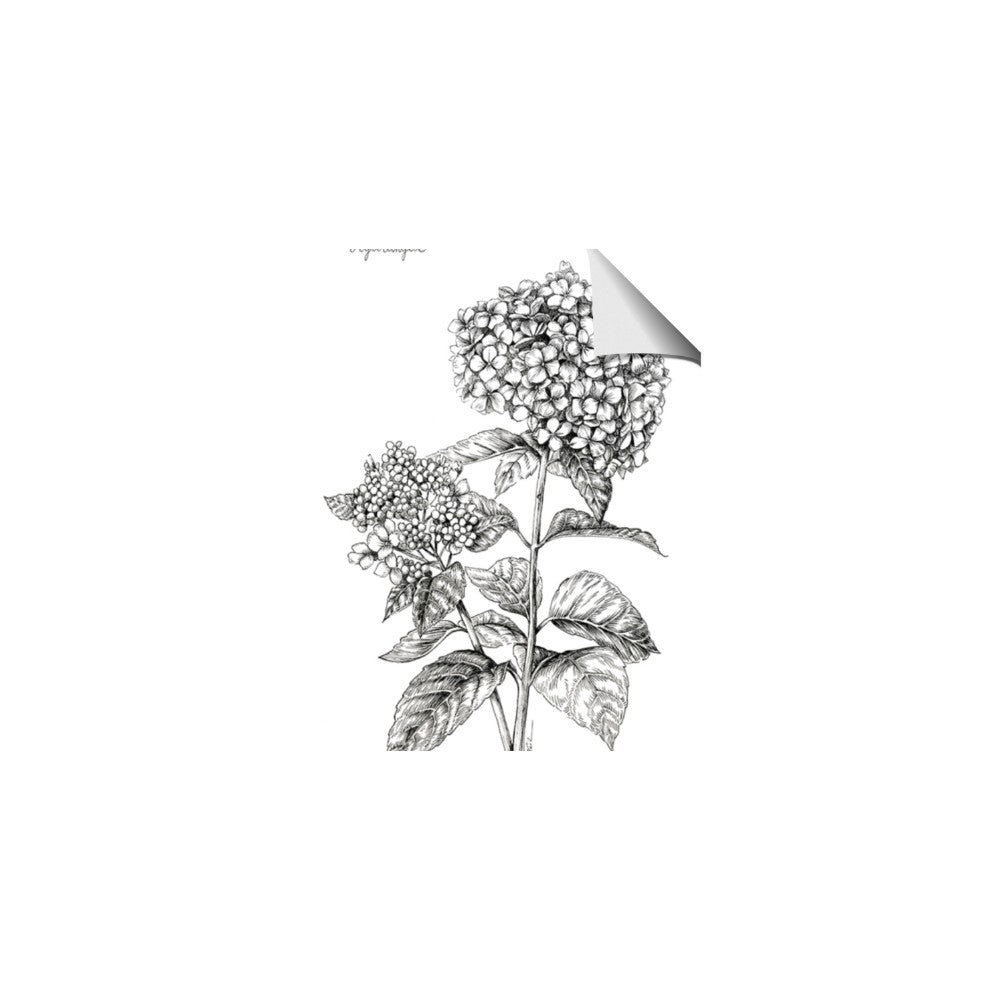 Hydrangea Sketch