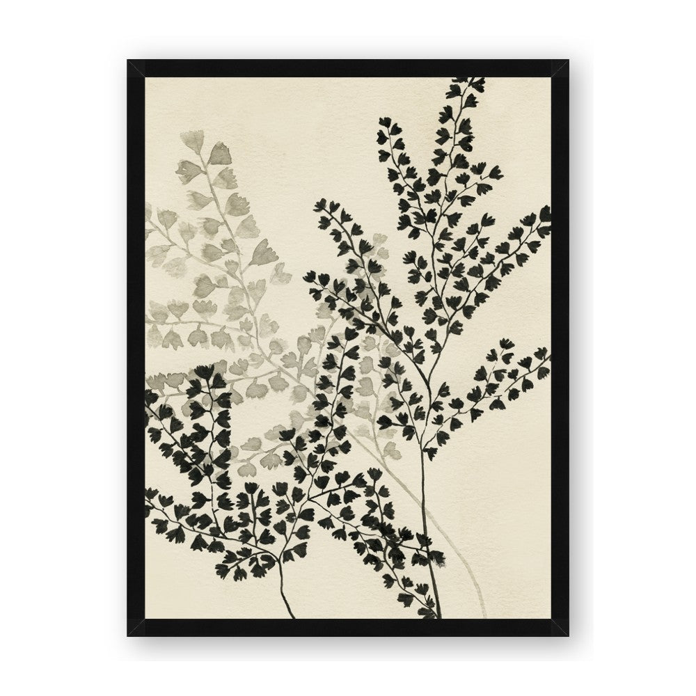 Shadow Botanical I