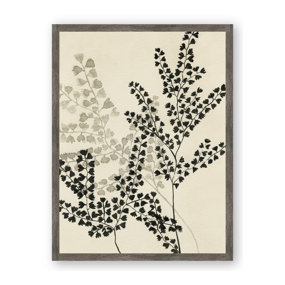 Shadow Botanical I