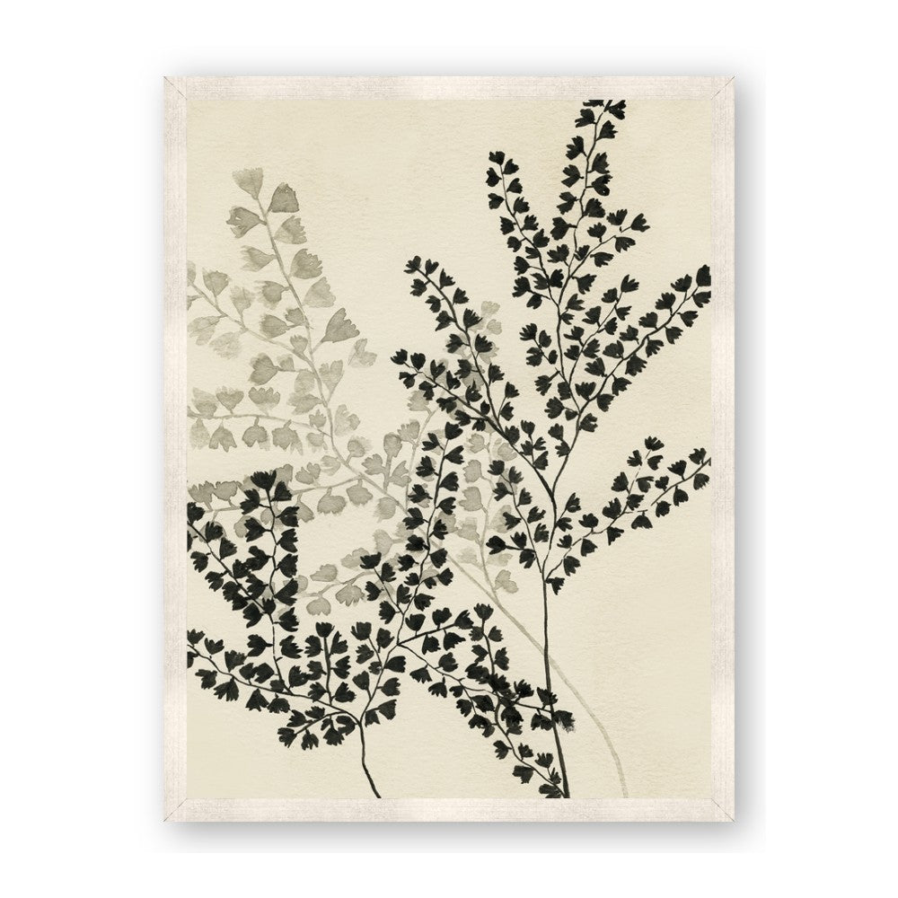 Shadow Botanical I