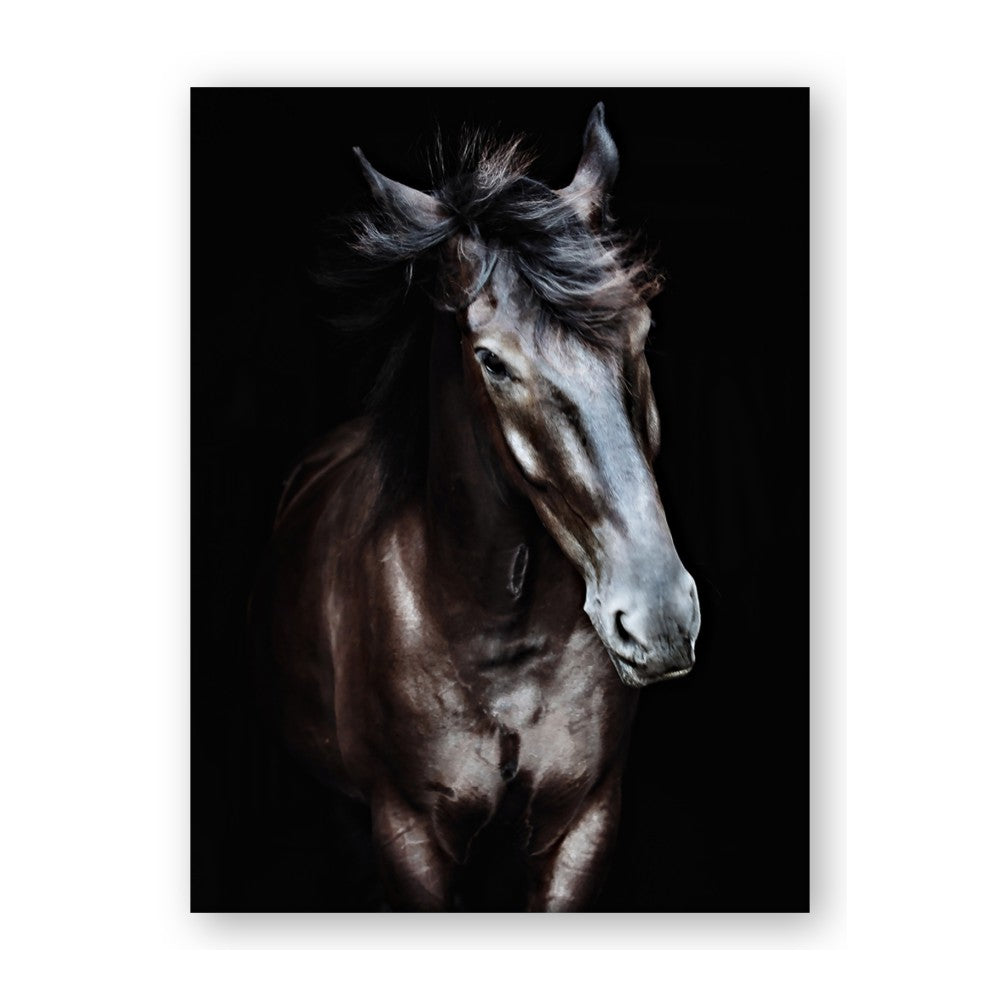 Black Stallion