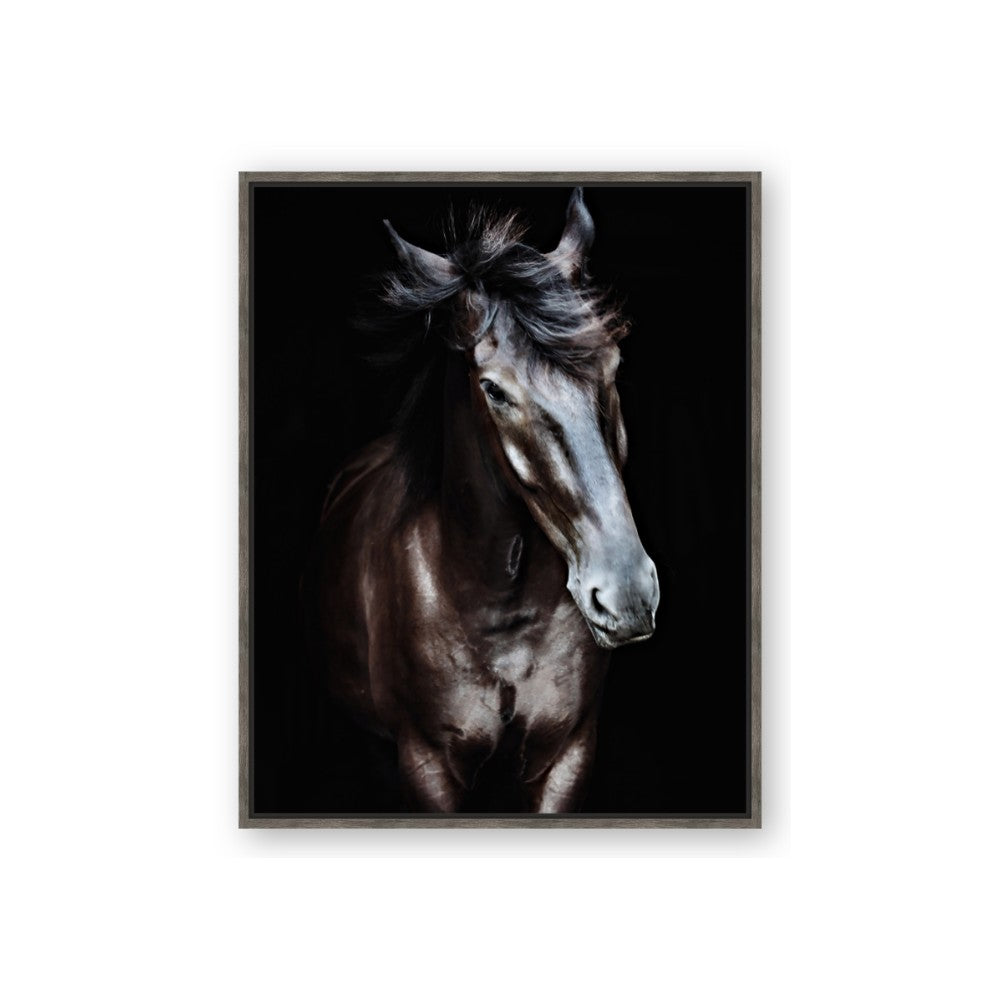 Black Stallion
