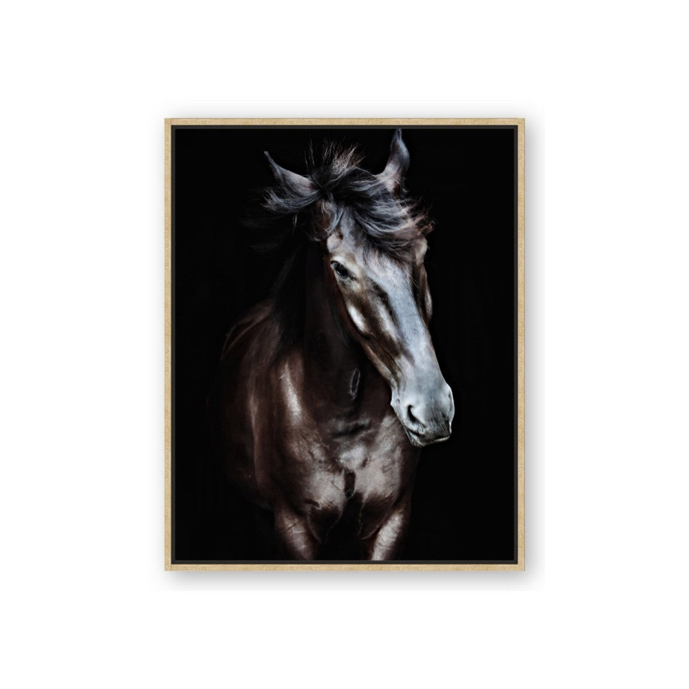 Black Stallion