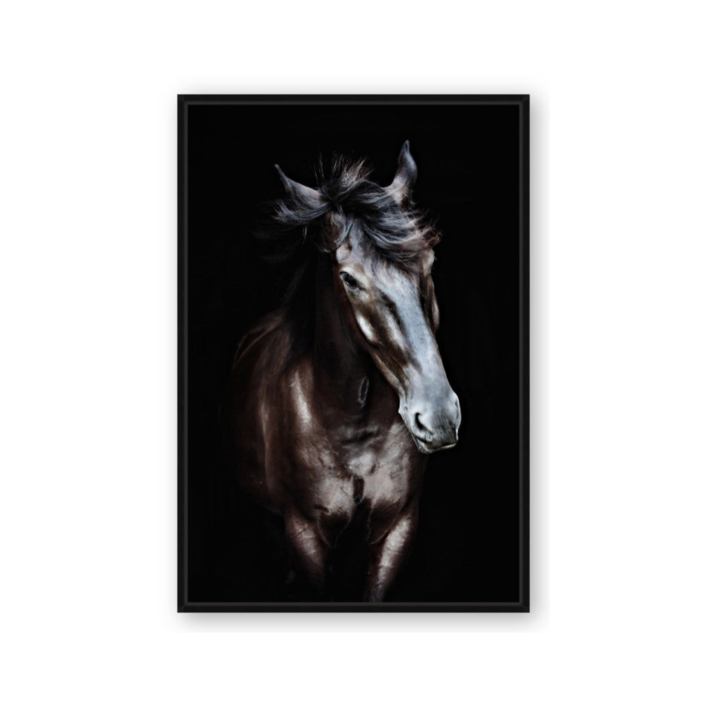 Black Stallion