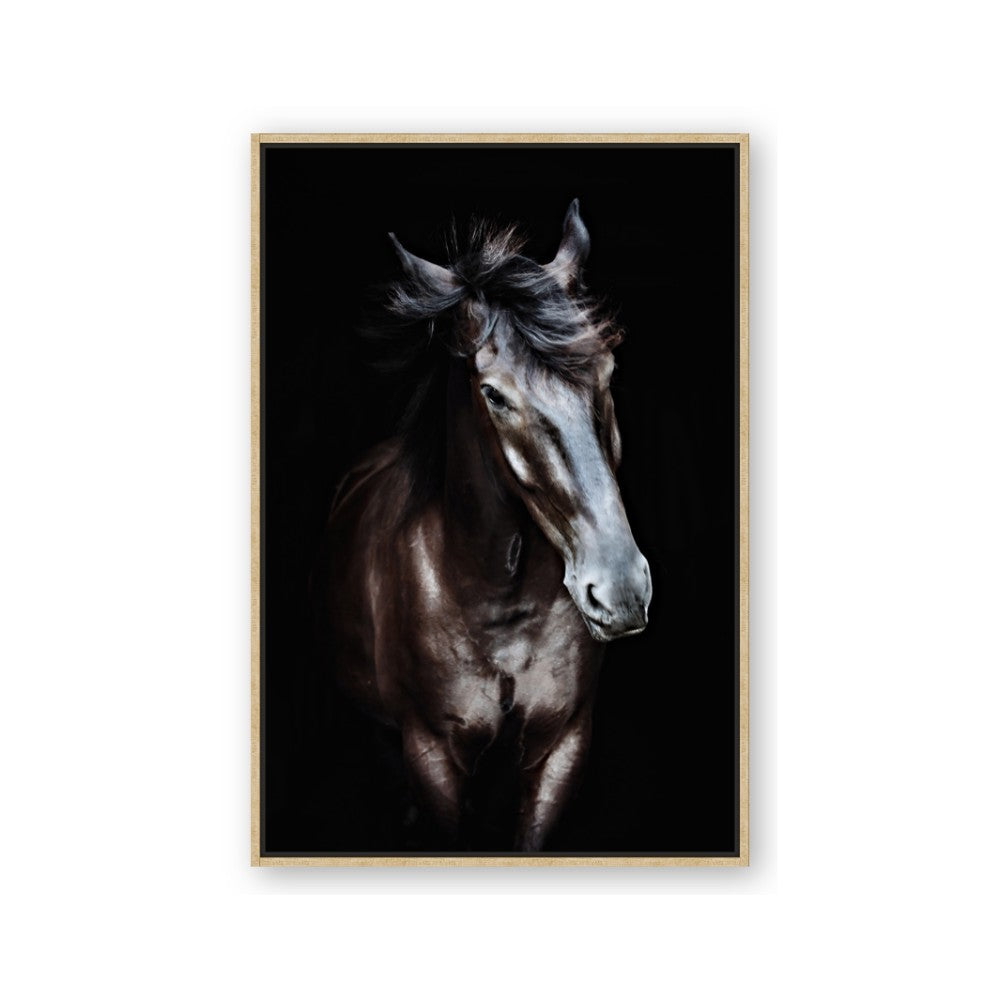 Black Stallion