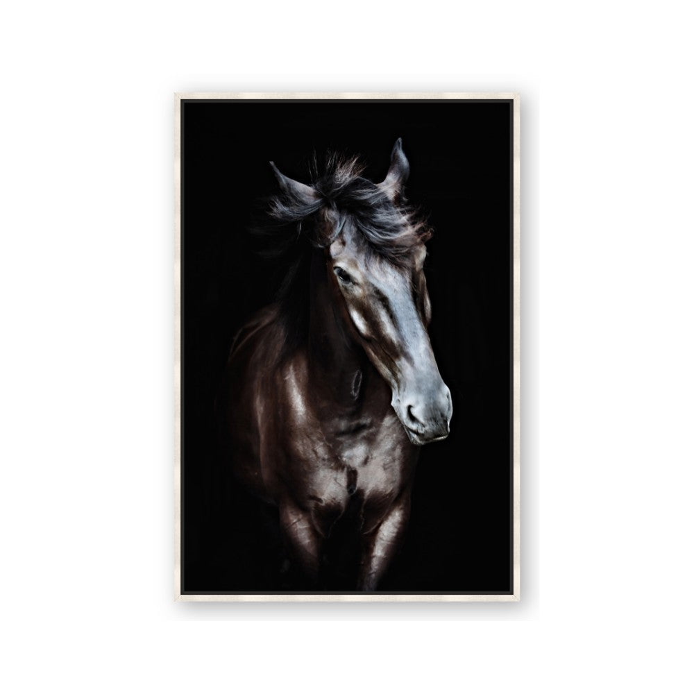 Black Stallion