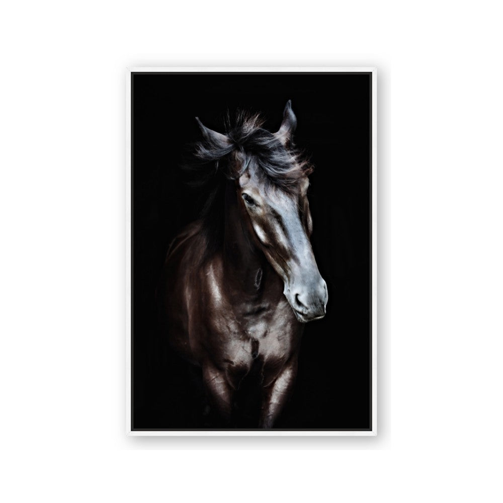 Black Stallion