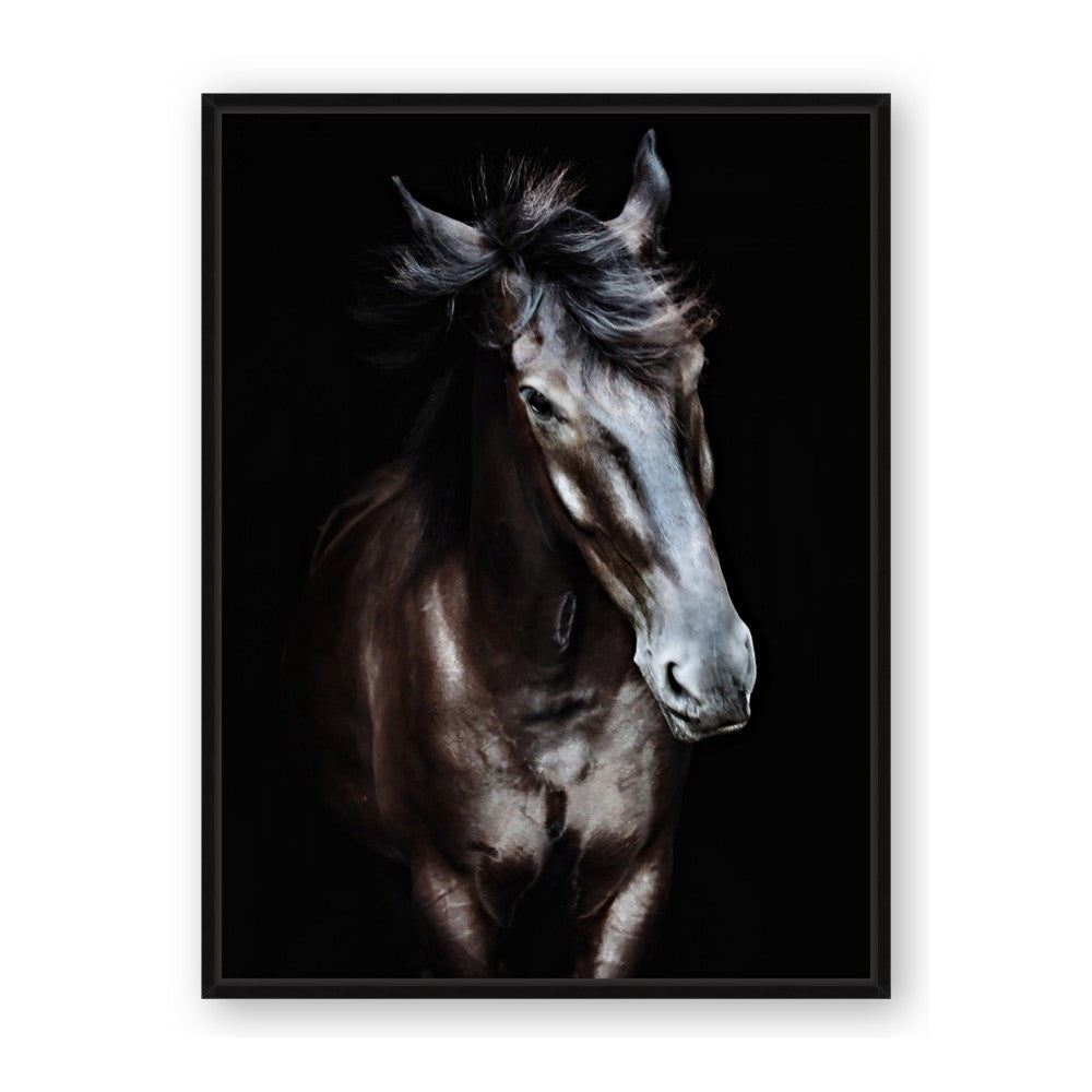 Black Stallion