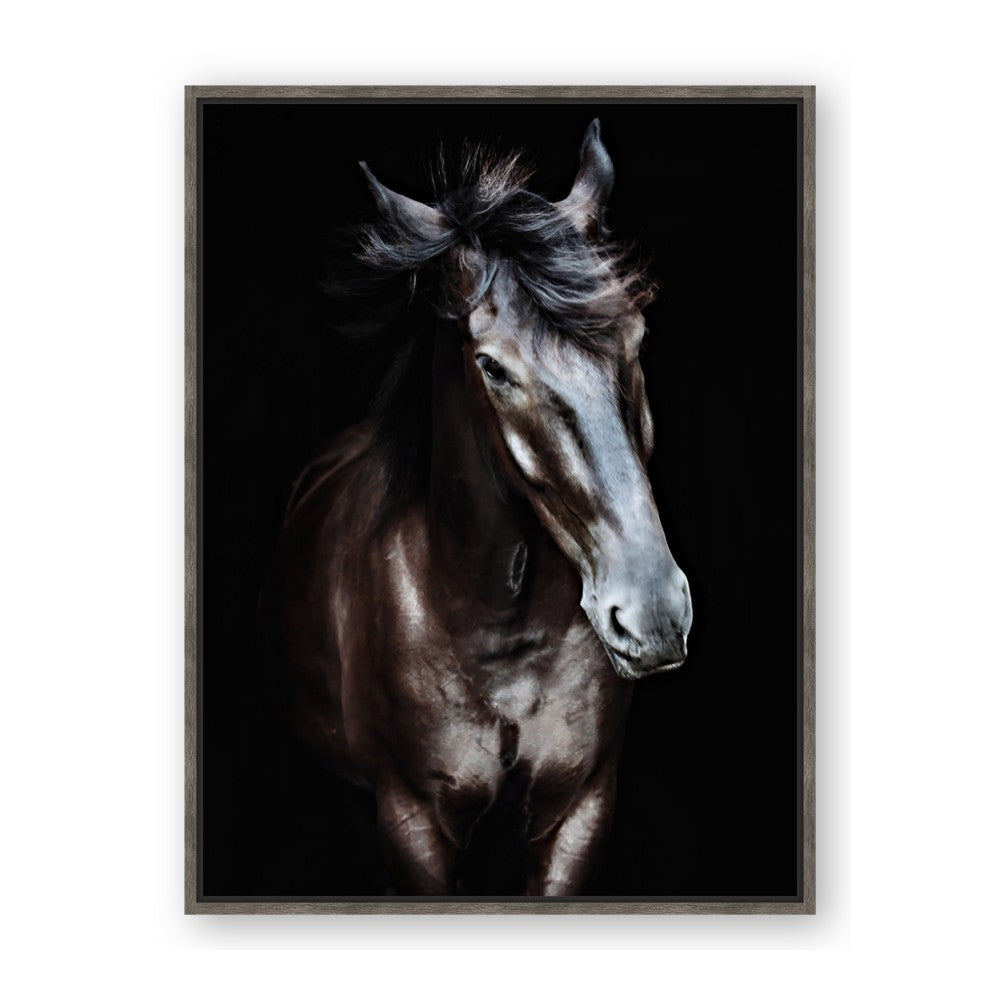 Black Stallion