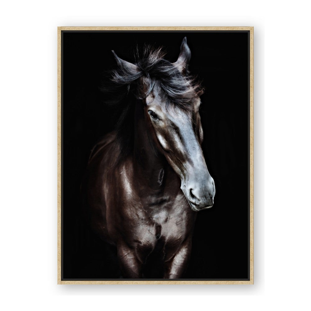 Black Stallion