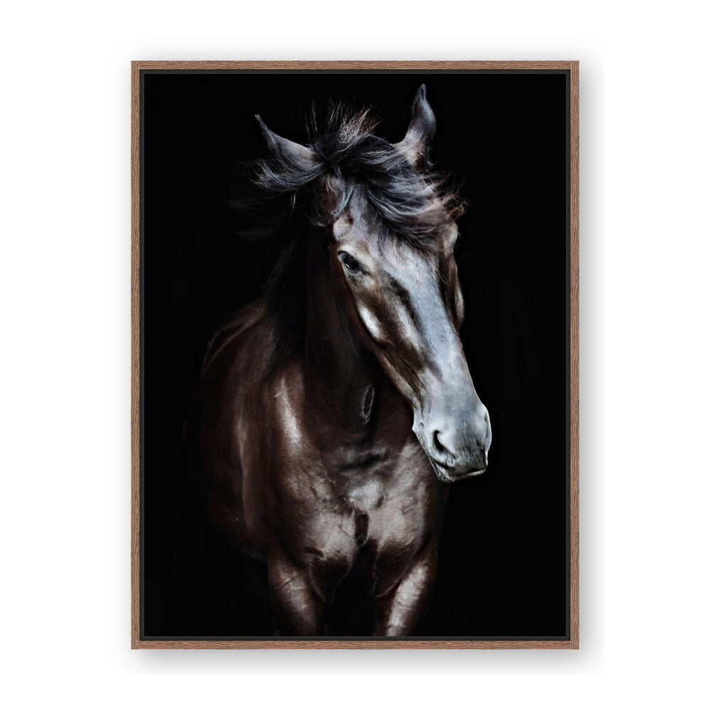 Black Stallion