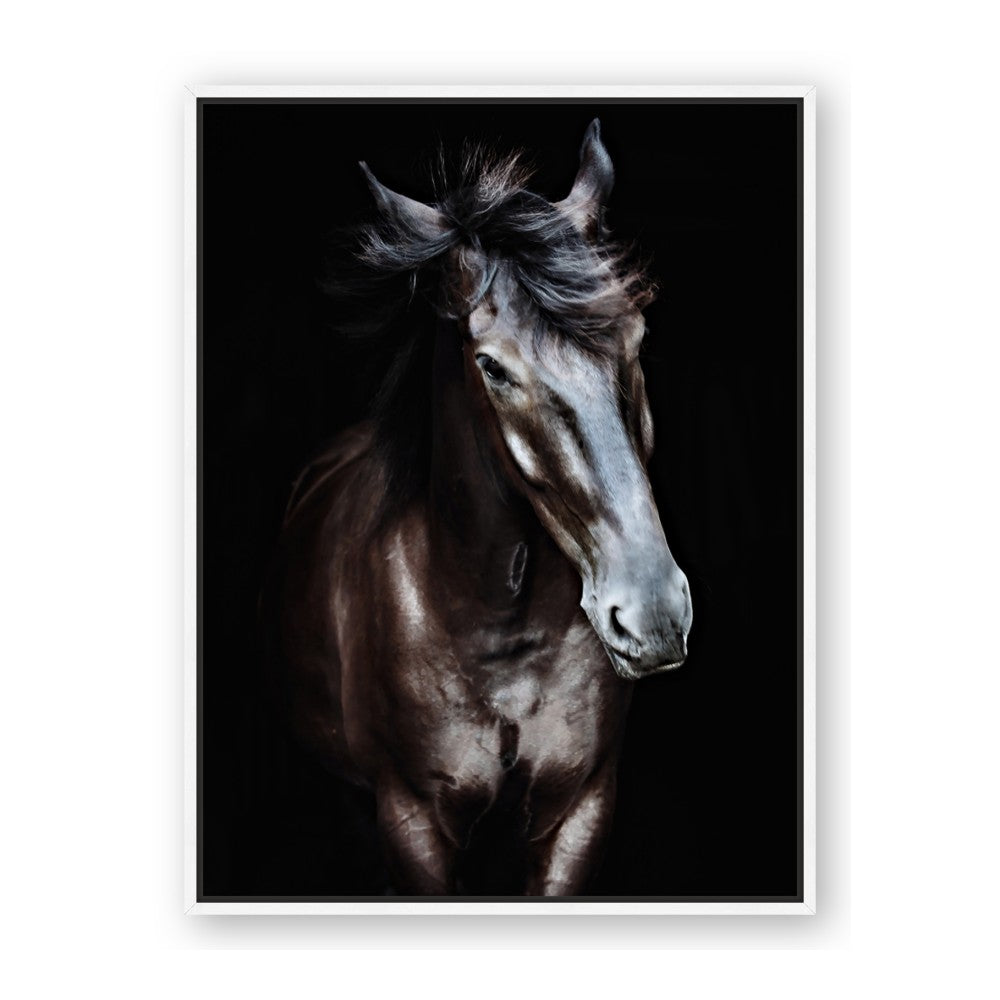 Black Stallion