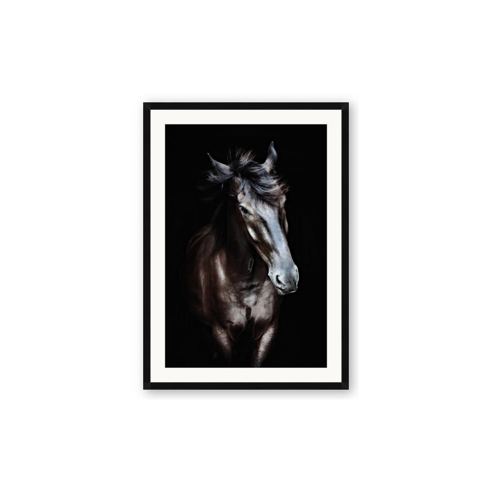 Black Stallion