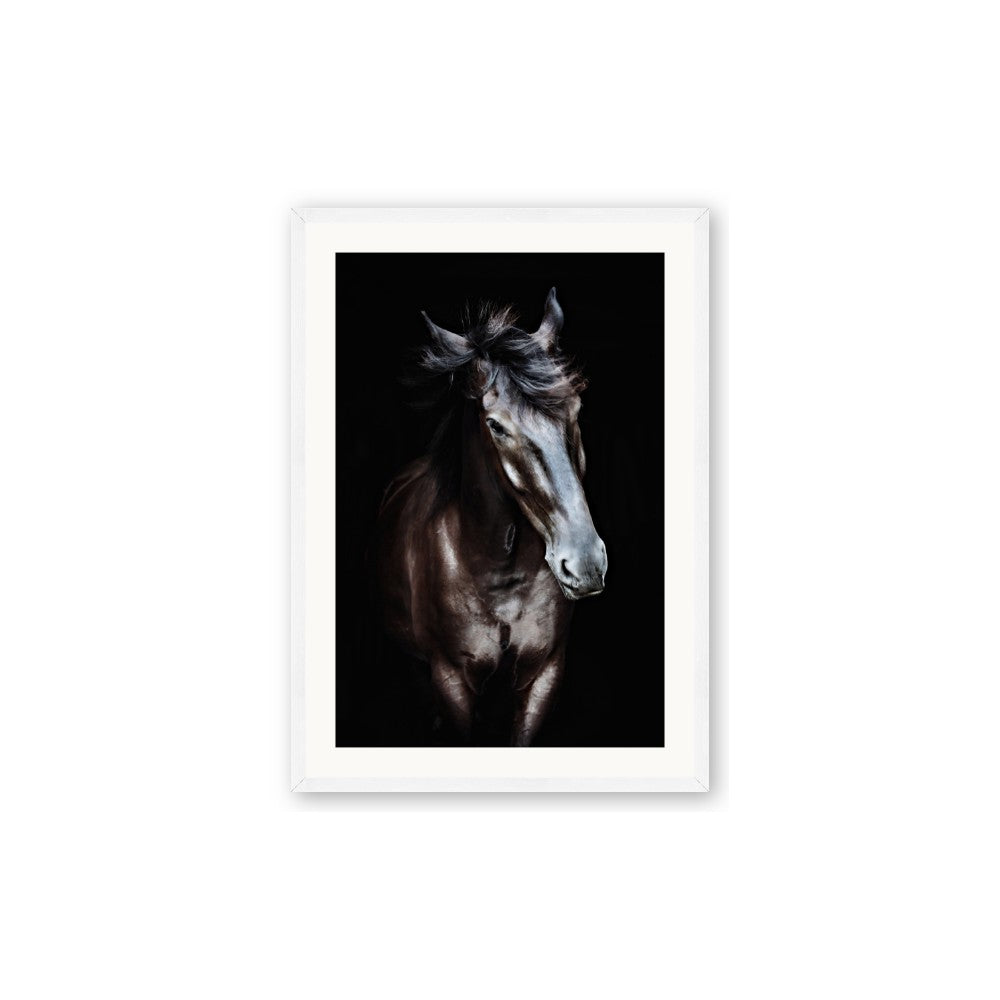 Black Stallion