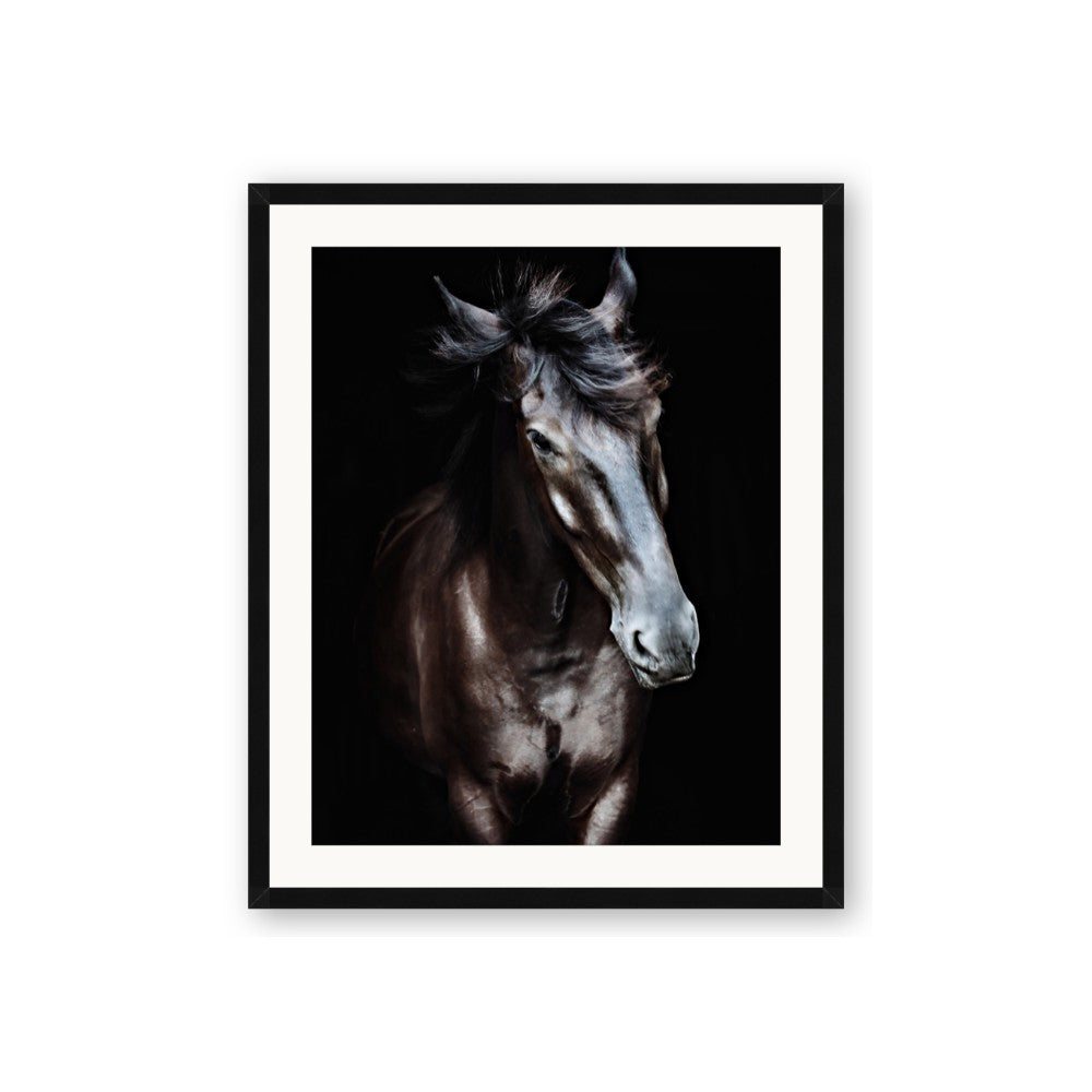 Black Stallion