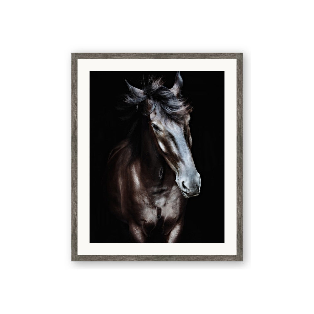 Black Stallion