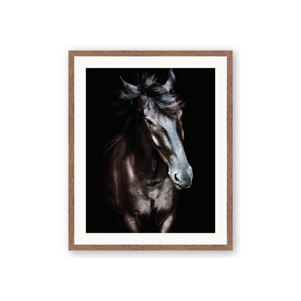 Black Stallion