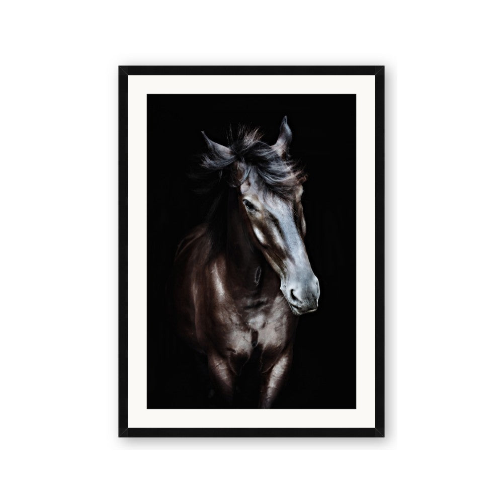 Black Stallion