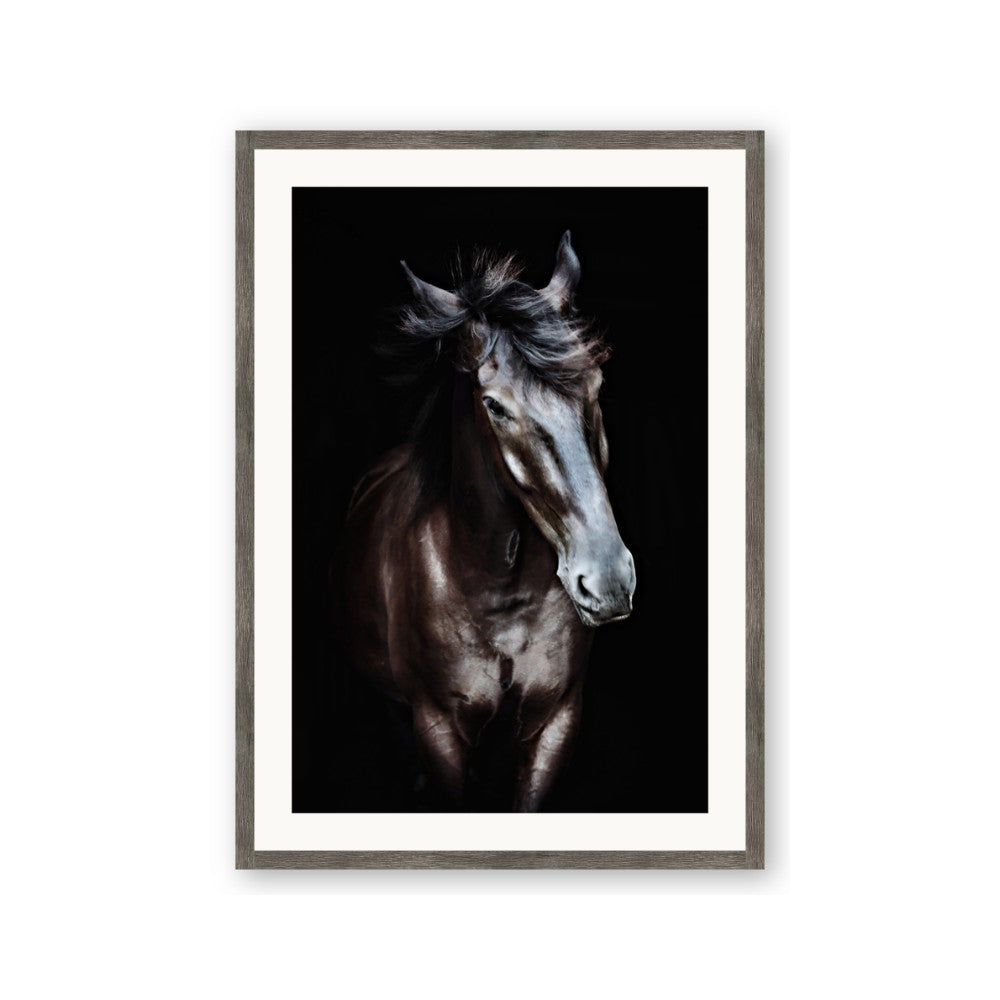 Black Stallion