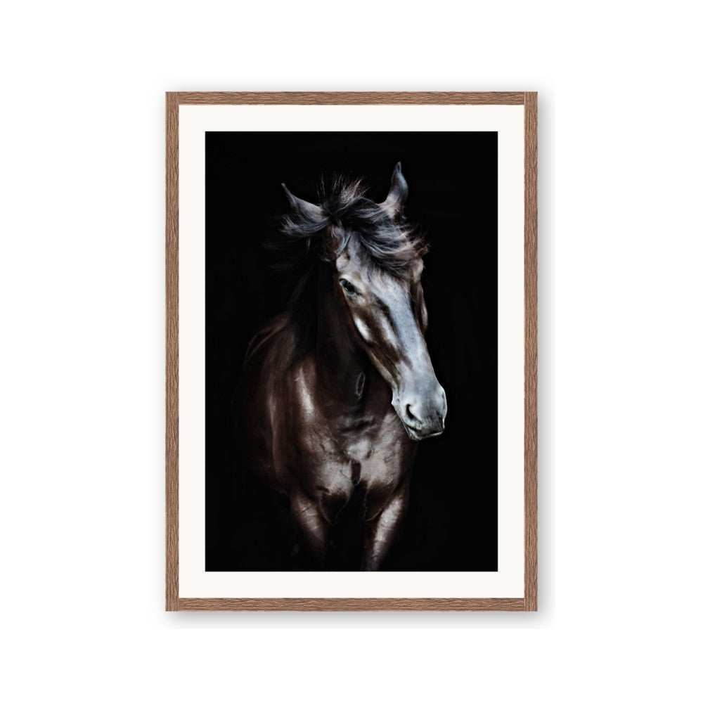 Black Stallion
