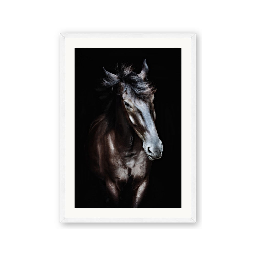 Black Stallion