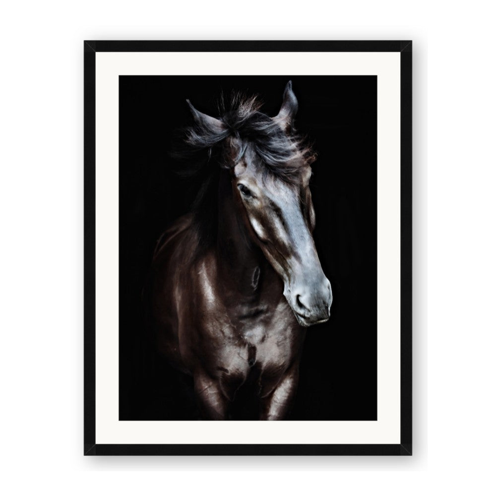 Black Stallion