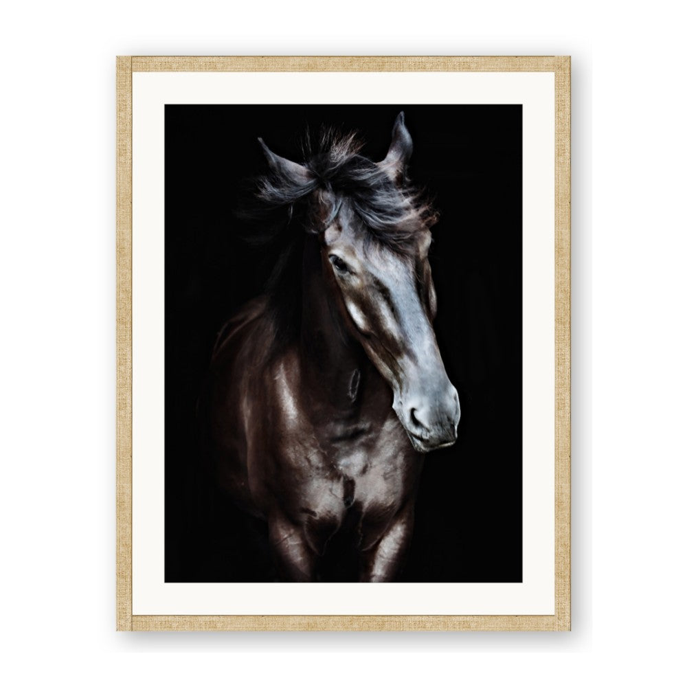 Black Stallion