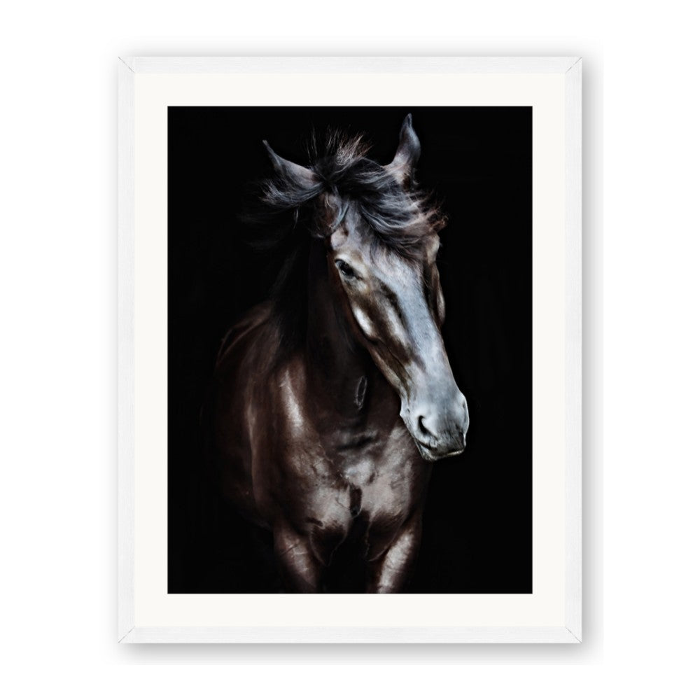 Black Stallion