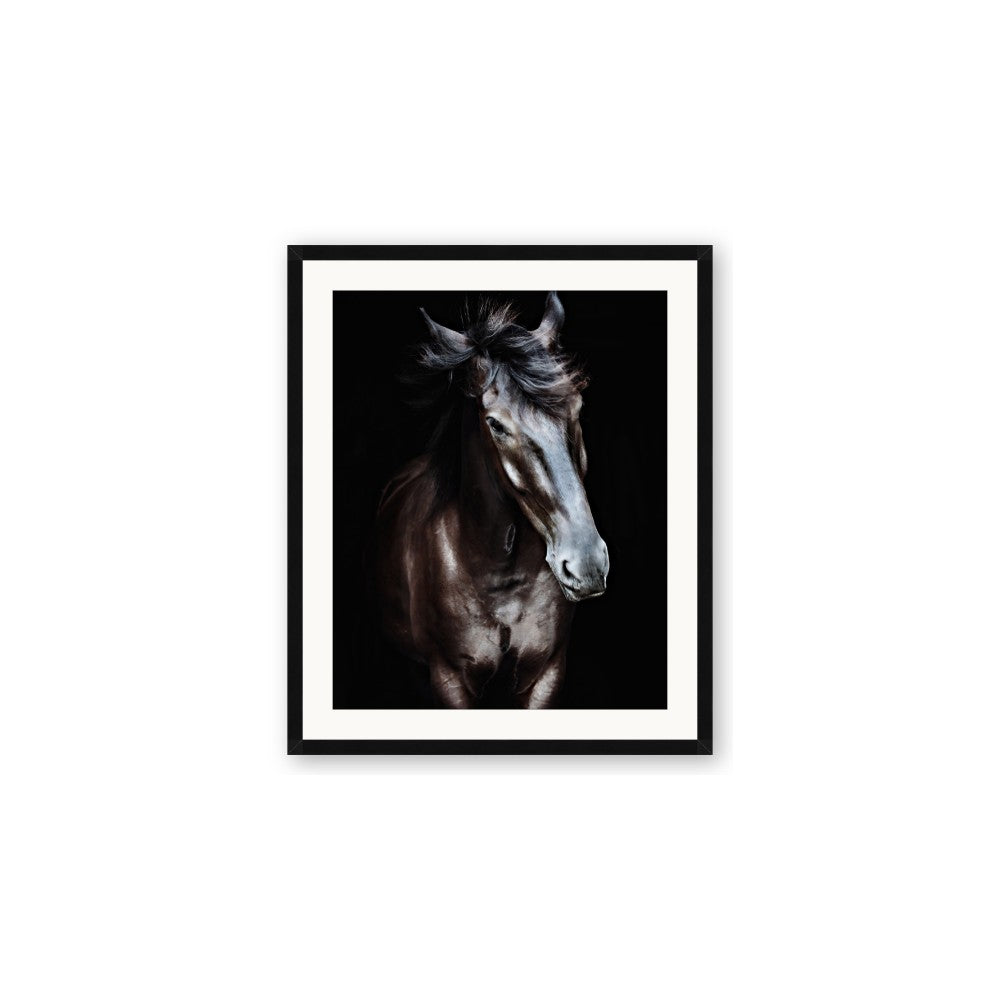Black Stallion