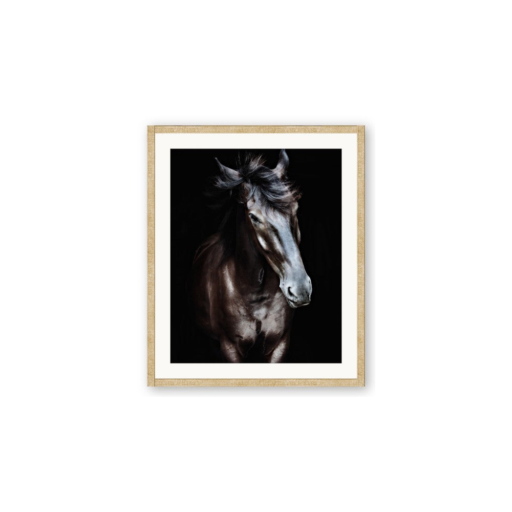 Black Stallion