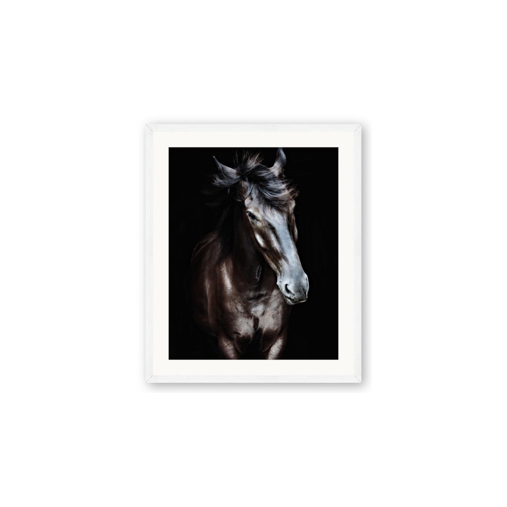 Black Stallion