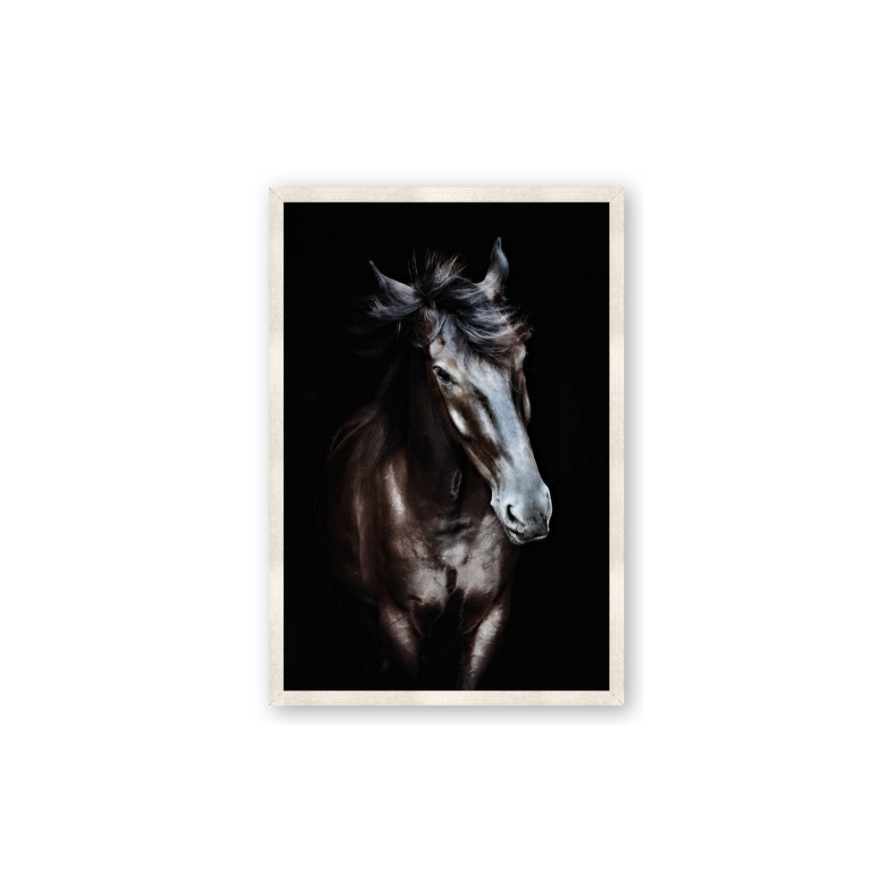 Black Stallion