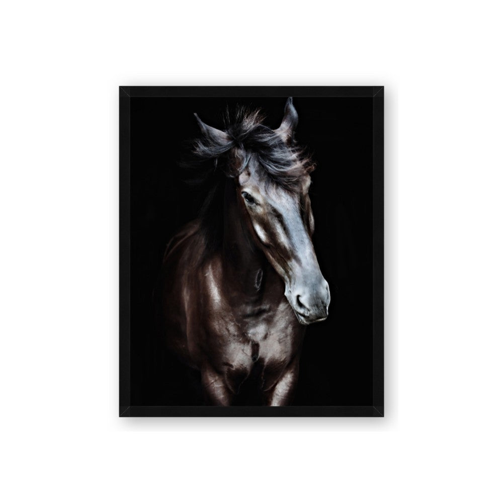 Black Stallion