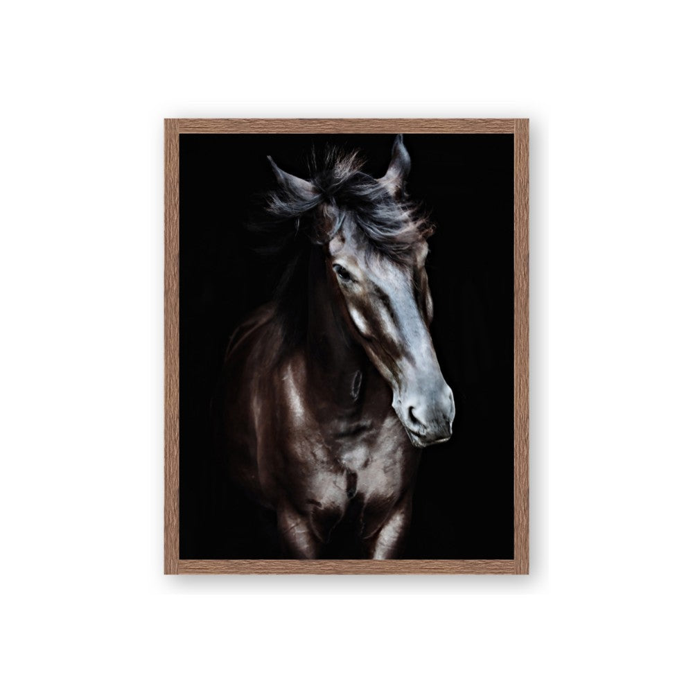 Black Stallion
