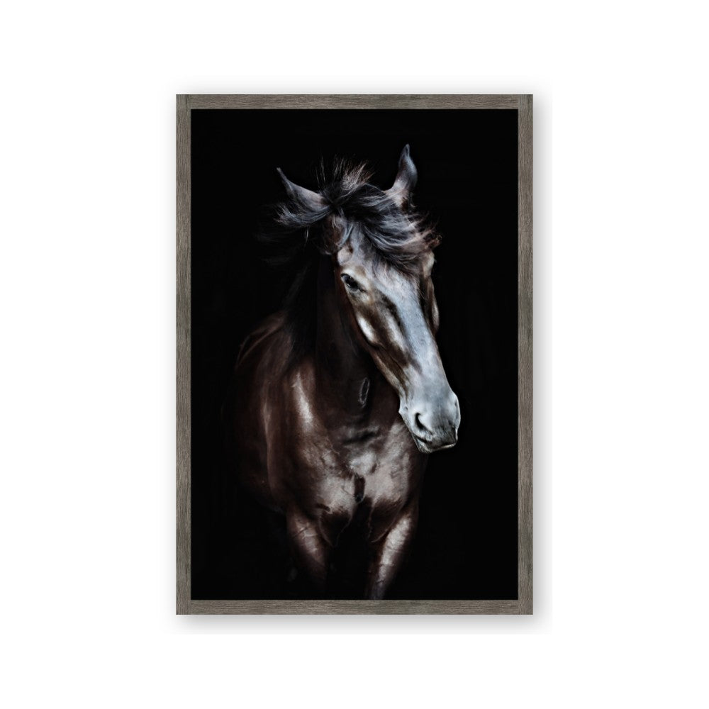 Black Stallion