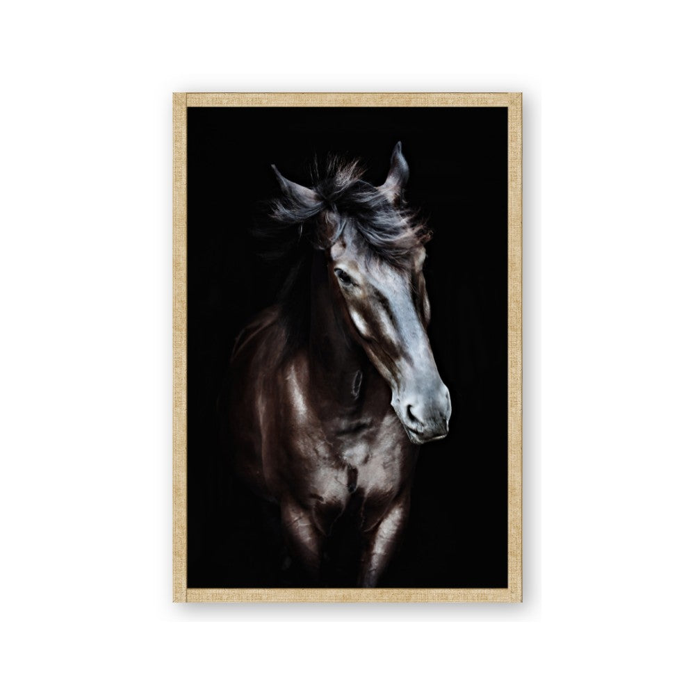 Black Stallion
