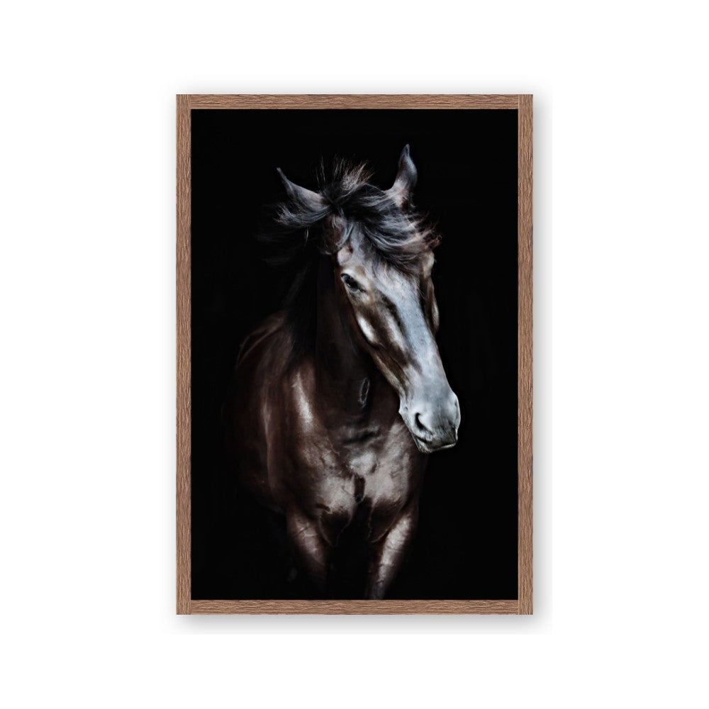 Black Stallion