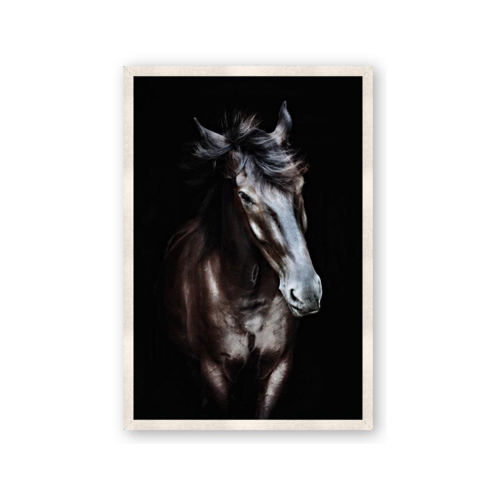 Black Stallion