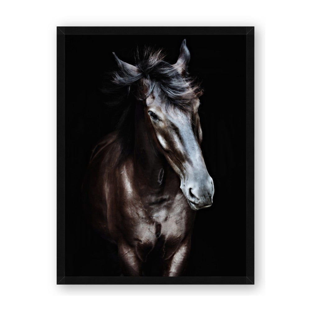 Black Stallion