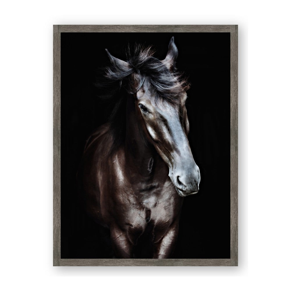 Black Stallion