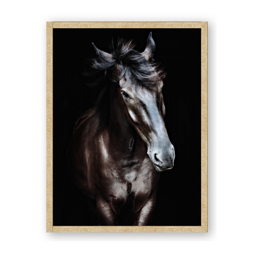 Black Stallion