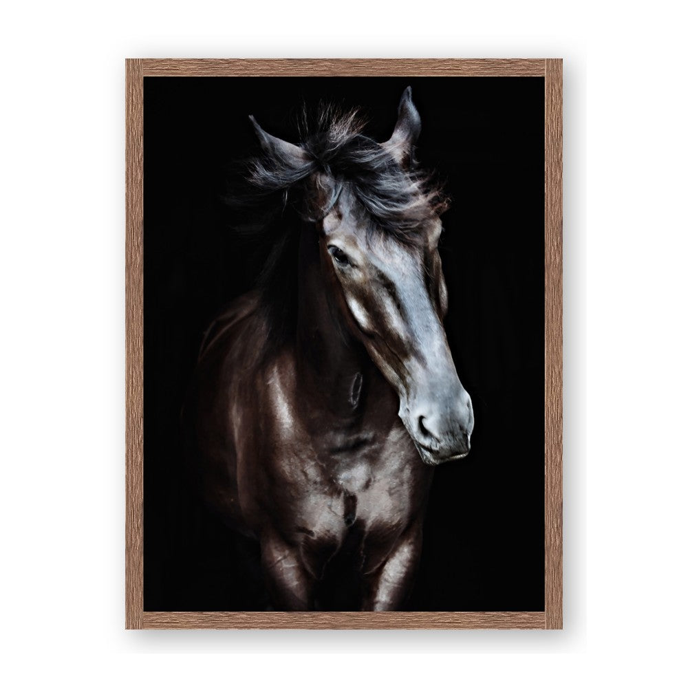 Black Stallion