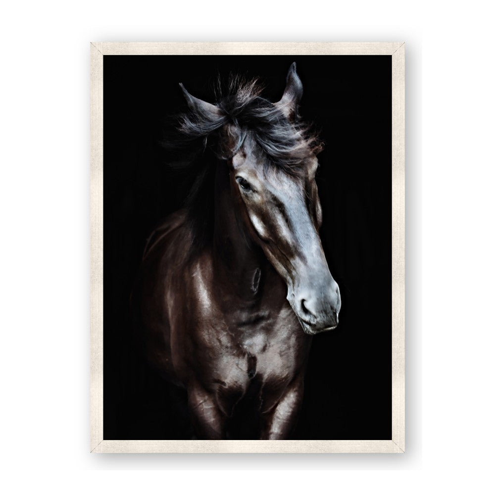 Black Stallion