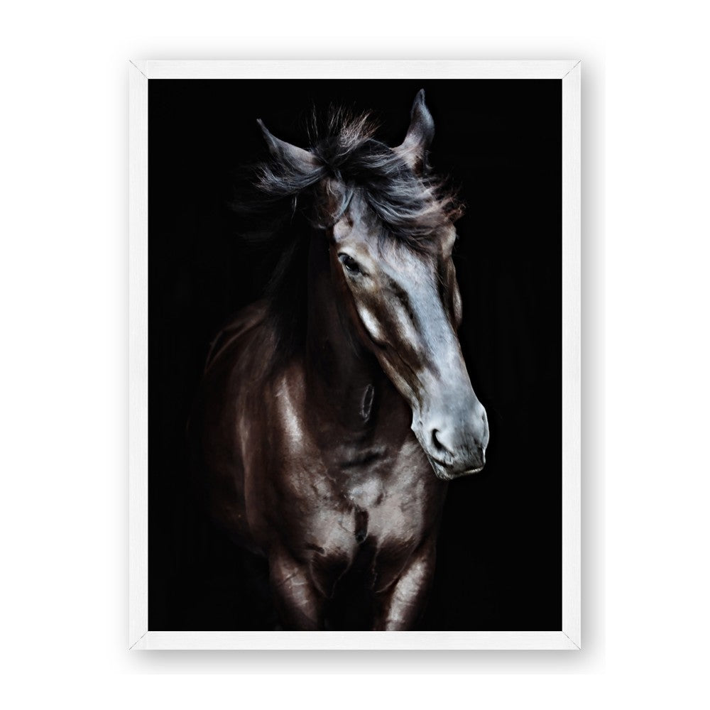 Black Stallion