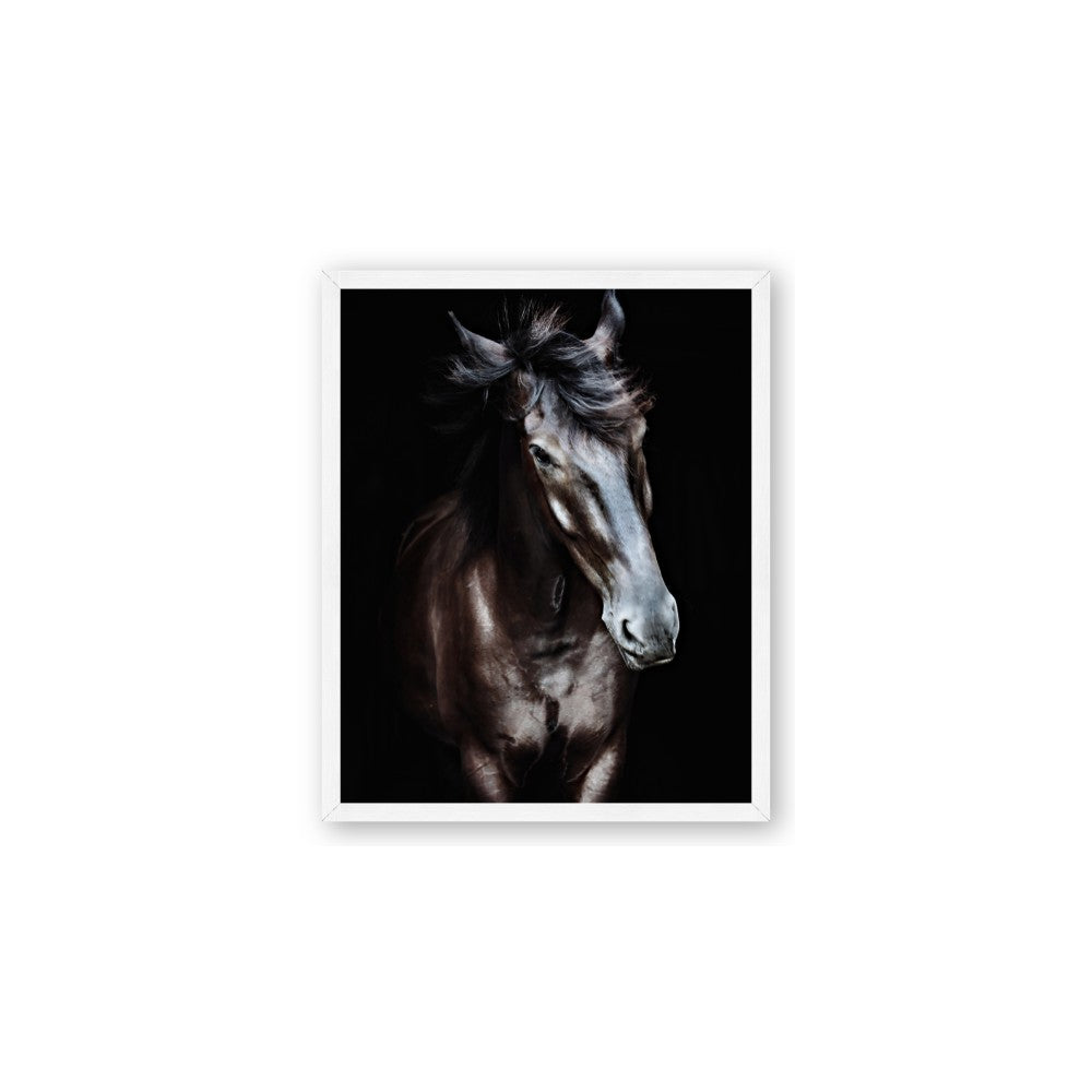 Black Stallion