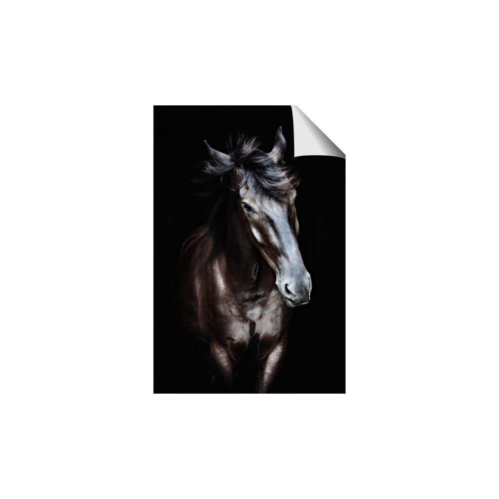 Black Stallion