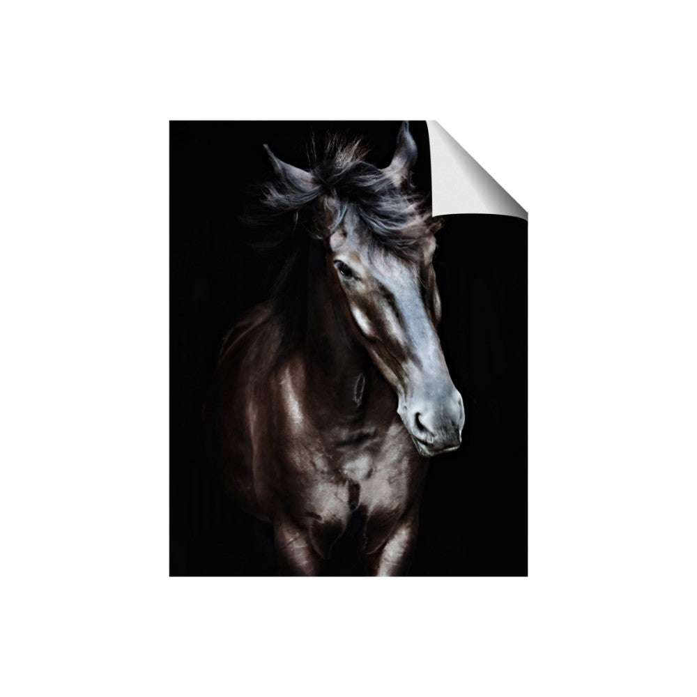 Black Stallion