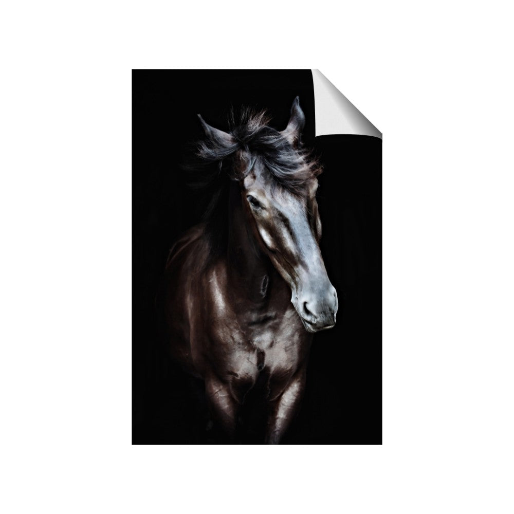 Black Stallion
