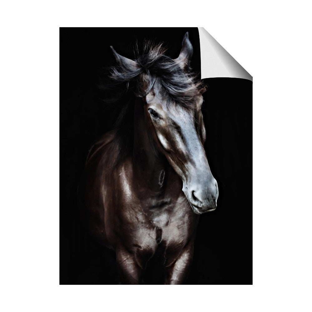 Black Stallion