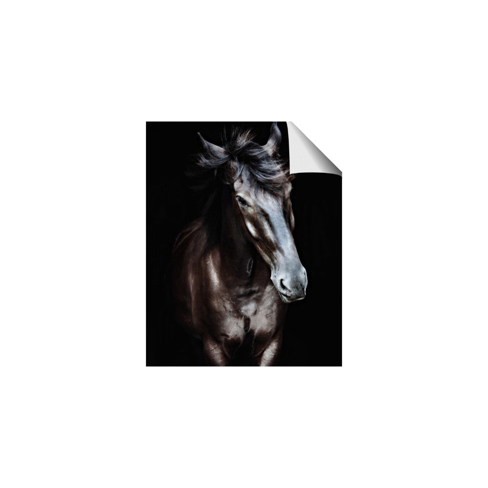 Black Stallion